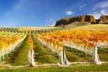 agricultural;agriculture;autuminal;autumn;autumnal;bannockburn;bannockburn-sluicings;bird-nets;bird-netting;Central-Otago;central-otago-vineyard;central-otago-vineyards;central-otago-wineries;central-otago-winery;color;colors;colour;colours;country;countryside;cromwell;crop;crops;cultivation;deciduous;erosion;fall;farm;farming;farmland;farms;field;fields;gold;gold-rush;gold-workings;golden;grape;grapes;grapevine;horticulture;leaf;leaves;Mt-Difficulty-Vineyard;net;nets;netting;New-Zealand;orange;row;rows;rural;sluicing;sluicings;south-island;tailing;tailings;tree;trees;vine;vines;vineyard;vineyards;vintage;wine;wineries;winery;wines;yellow