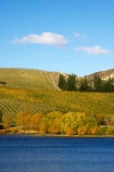 agricultural;agriculture;autuminal;autumn;Autumn-Colours;autumnal;bannockburn;Bannockburn-Inlet;Central-Otago;central-otago-vineyard;central-otago-vineyards;central-otago-wineries;central-otago-winery;color;colors;colour;colours;country;countryside;cromwell;crop;crops;cultivation;deciduous;fall;farm;farming;farmland;farms;field;fields;gold;golden;grape;grapes;grapevine;horticulture;kawarau-arm;lake;lake-dunstan;lakes;leaf;leaves;New-Zealand;row;rows;rural;south-island;tree;trees;vine;vines;vineyard;vineyards;vintage;water;wine;wineries;winery;wines;yellow