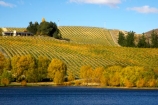 agricultural;agriculture;autuminal;autumn;Autumn-Colours;autumnal;bannockburn;Bannockburn-Inlet;Central-Otago;central-otago-vineyard;central-otago-vineyards;central-otago-wineries;central-otago-winery;color;colors;colour;colours;country;countryside;cromwell;crop;crops;cultivation;deciduous;fall;farm;farming;farmland;farms;field;fields;gold;golden;grape;grapes;grapevine;horticulture;kawarau-arm;lake;lake-dunstan;lakes;leaf;leaves;New-Zealand;row;rows;rural;south-island;tree;trees;vine;vines;vineyard;vineyards;vintage;water;wine;wineries;winery;wines;yellow