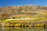 agricultural;agriculture;autuminal;autumn;autumnal;Bannockburn;cairnmuir-mountains;cairnmuir-range;Cairnmuir-Vineyard;carrick-winery;Central-Otago;color;colors;colour;colours;country;countryside;crop;crops;cultivation;deciduous;fall;farm;farming;farmland;farms;field;fields;grape;grapes;grapevine;horticulture;kawarau-arm;Lake-Dunstan;leaf;leaves;New-Zealand;reflection;reflections;row;rows;rural;south-island;tree;trees;vine;vines;vineyard;vineyards;vintage;water;wine;wineries;winery;wines