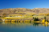 agricultural;agriculture;autuminal;autumn;autumnal;Bannockburn;cairnmuir-mountains;cairnmuir-range;Cairnmuir-Vineyard;carrick-winery;Central-Otago;color;colors;colour;colours;country;countryside;crop;crops;cultivation;deciduous;fall;farm;farming;farmland;farms;field;fields;grape;grapes;grapevine;horticulture;kawarau-arm;Lake-Dunstan;leaf;leaves;New-Zealand;reflection;reflections;row;rows;rural;south-island;tree;trees;vine;vines;vineyard;vineyards;vintage;water;wine;wineries;winery;wines