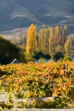 agricultural;agriculture;autuminal;autumn;autumnal;Bannockburn;bird-net;bird-nets;bird-netting;Central-Otago;central-otago-vineyard;central-otago-vineyards;central-otago-wineries;central-otago-winery;color;colors;colour;colours;country;countryside;Cromwell;crop;crops;cultivation;deciduous;Domain-Rd-Vineyard;Domain-Road-Vineyard;fall;farm;farming;farmland;farms;field;fields;grape;grapes;grapevine;horticulture;leaf;leaves;N.Z.;net;nets;netting;New-Zealand;NZ;orange;Otago;Pinot-Noir;poplar-tree;poplar-trees;poplars;red;row;rows;rural;season;seasonal;seasons;South-Island;tree;trees;vine;vines;vineyard;vineyards;vintage;wineage;wineries;winery;wines;yellow