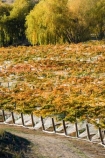 agricultural;agriculture;autuminal;autumn;autumnal;Bannockburn;bird-net;bird-nets;bird-netting;Central-Otago;central-otago-vineyard;central-otago-vineyards;central-otago-wineries;central-otago-winery;color;colors;colour;colours;country;countryside;Cromwell;crop;crops;cultivation;deciduous;Domain-Rd-Vineyard;Domain-Road-Vineyard;fall;farm;farming;farmland;farms;field;fields;grape;grapes;grapevine;horticulture;leaf;leaves;N.Z.;net;nets;netting;New-Zealand;NZ;orange;Otago;Pinot-Noir;red;row;rows;rural;season;seasonal;seasons;South-Island;tree;trees;vine;vines;vineyard;vineyards;vintage;wineage;wineries;winery;wines;yellow