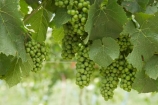 Bannockburn;Central-Otago;central-otago-vineyard;central-otago-vineyards;central-otago-wineries;central-otago-winery;country;countryside;Cromwell;crop;crops;cultivation;Domain-Rd-Vineyard;Domain-Road-Vineyard;farm;farming;farmland;farms;field;fields;grape;grapes;grapevine;green;horticulture;N.Z.;new-zealand;NZ;Otago;Pinot-Noir-Grapes;row;rows;rural;S.I.;SI;south-island;summer;vine;vines;vineyard;vineyards;vintage;wineage;wineries;winery;wines