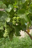 Bannockburn;Central-Otago;central-otago-vineyard;central-otago-vineyards;central-otago-wineries;central-otago-winery;country;countryside;Cromwell;crop;crops;cultivation;Domain-Rd-Vineyard;Domain-Road-Vineyard;farm;farming;farmland;farms;field;fields;grape;grapes;grapevine;green;horticulture;N.Z.;new-zealand;NZ;Otago;Pinot-Noir-Grapes;row;rows;rural;S.I.;SI;south-island;summer;vine;vines;vineyard;vineyards;vintage;wineage;wineries;winery;wines