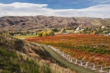 agricultural;agriculture;autuminal;autumn;autumn-colour;autumn-colours;autumnal;Bannockburn;bird-net;bird-nets;bird-netting;Central-Otago;central-otago-vineyard;central-otago-vineyards;central-otago-wineries;central-otago-winery;color;colors;colour;colours;country;countryside;Cromwell;crop;crops;cultivation;deciduous;Domain-Rd-Vineyard;Domain-Road-Vineyard;fall;farm;farming;farmland;farms;field;fields;grape;grapes;grapevine;horticulture;leaf;leaves;N.Z.;New-Zealand;NZ;orange;Otago;Pinot-Noir;red;row;rows;rural;S.I.;season;seasonal;seasons;SI;south-island;tree;trees;vine;vines;vineyard;vineyards;vintage;wineage;wineries;winery;wines