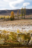 agricultural;agriculture;autuminal;autumn;autumn-colour;autumn-colours;autumnal;Bannock-Brae-Estate-Vineyard;Bannock-Brae-Vineyard;Bannockburn;cairnmuir-mountains;cairnmuir-range;Central-Otago;central-otago-vineyard;central-otago-vineyards;central-otago-wineries;central-otago-winery;color;colors;colour;colours;country;countryside;crop;crops;cultivation;deciduous;fall;farm;farming;farmland;farms;field;fields;grape;grapes;grapevine;horticulture;leaf;leaves;N.Z.;new-zealand;NZ;Otago;row;rows;rural;S.I.;season;seasonal;seasons;SI;south-island;tree;trees;vine;vines;vineyard;vineyards;vintage;wineage;wineries;winery;wines
