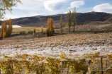 agricultural;agriculture;autuminal;autumn;autumn-colour;autumn-colours;autumnal;Bannock-Brae-Estate-Vineyard;Bannock-Brae-Vineyard;Bannockburn;cairnmuir-mountains;cairnmuir-range;Central-Otago;central-otago-vineyard;central-otago-vineyards;central-otago-wineries;central-otago-winery;color;colors;colour;colours;country;countryside;crop;crops;cultivation;deciduous;fall;farm;farming;farmland;farms;field;fields;grape;grapes;grapevine;horticulture;leaf;leaves;N.Z.;new-zealand;NZ;Otago;row;rows;rural;S.I.;season;seasonal;seasons;SI;south-island;tree;trees;vine;vines;vineyard;vineyards;vintage;wineage;wineries;winery;wines