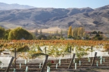 agricultural;agriculture;autuminal;autumn;autumnal;Bannockburn;bird-net;bird-nets;bird-netting;Central-Otago;central-otago-vineyard;central-otago-vineyards;central-otago-wineries;central-otago-winery;color;colors;colour;colours;country;countryside;Cromwell;crop;crops;cultivation;deciduous;Domain-Rd-Vineyard;Domain-Road-Vineyard;fall;farm;farming;farmland;farms;field;fields;grape;grapes;grapevine;horticulture;leaf;leaves;N.Z.;net;nets;netting;New-Zealand;NZ;orange;Otago;Pinot-Noir;red;row;rows;rural;S.I.;season;seasonal;seasons;SI;south-island;vine;vines;vineyard;vineyards;vintage;wineage;wineries;winery;wines;yellow