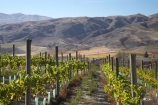 agricultural;agriculture;Bannockburn;Central-Otago;central-otago-vineyard;central-otago-vineyards;central-otago-wineries;central-otago-winery;country;countryside;Cromwell;crop;crops;cultivation;Domain-Rd-Vineyard;Domain-Road-Vineyard;farm;farming;farmland;farms;field;fields;grape;grapes;grapevine;horticulture;N.Z.;New-Zealand;NZ;row;rows;rural;S.I.;SI;south-island;vine;vines;vineyard;vineyards;vintage;wineage;wineries;winery;wines