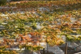 agricultural;agriculture;autuminal;autumn;autumnal;Bannockburn;bird-net;bird-nets;bird-netting;Central-Otago;central-otago-vineyard;central-otago-vineyards;central-otago-wineries;central-otago-winery;color;colors;colour;colours;country;countryside;Cromwell;crop;crops;cultivation;deciduous;Domain-Rd-Vineyard;Domain-Road-Vineyard;fall;farm;farming;farmland;farms;field;fields;grape;grapes;grapevine;horticulture;leaf;leaves;N.Z.;net;nets;netting;New-Zealand;NZ;orange;Otago;Pinot-Noir;red;row;rows;rural;S.I.;season;seasonal;seasons;SI;south-island;vine;vines;vineyard;vineyards;vintage;wineage;wineries;winery;wines;yellow