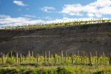 agricultural;agriculture;Bannockburn;Central-Otago;central-otago-vineyard;central-otago-vineyards;central-otago-wineries;central-otago-winery;country;countryside;Cromwell;crop;crops;cultivation;Domain-Rd-Vineyard;Domain-Road-Vineyard;farm;farming;farmland;farms;field;fields;grape;grapes;grapevine;horticulture;N.Z.;New-Zealand;NZ;row;rows;rural;S.I.;SI;south-island;vine;vines;vineyard;vineyards;vintage;wineage;wineries;winery;wines