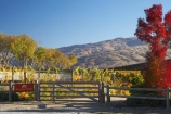agricultural;agriculture;autuminal;autumn;autumn-colour;autumn-colours;autumnal;Bannockburn;Central-Otago;central-otago-vineyard;central-otago-vineyards;central-otago-wineries;central-otago-winery;color;colors;colour;colours;country;countryside;Cromwell;crop;crops;cultivation;deciduous;Domain-Rd-Vineyard;Domain-Road-Vineyard;fall;farm;farming;farmland;farms;field;fields;gate;gates;gateway;gateways;grape;grapes;grapevine;horticulture;N.Z.;near-Cromwell;New-Zealand;NZ;orange;Otago;Pinot-Noir;red;row;rows;rural;S.I.;season;seasonal;seasons;SI;South-Is.;South-Island;tree;trees;vine;vines;vineyard;vineyards;vintage;wineage;wineries;winery;wines;yellow