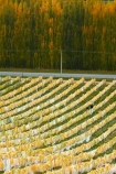 agricultural;agriculture;autuminal;autumn;autumn-colour;autumn-colours;autumnal;Bannockburn;Central-Otago;central-otago-vineyard;central-otago-vineyards;central-otago-wineries;central-otago-winery;color;colors;colour;colours;country;countryside;crop;crops;cultivation;deciduous;fall;farm;farming;farmland;farms;field;fields;golden;grape;grapes;grapevine;horticulture;leaf;leaves;line;lines;Mount-Difficulty-Vineyard;Mount-Difficulty-Vineyards;Mount-Difficulty-Winery;Mount-Difficulty-Wines;Mt-Difficulty-Vineyard;Mt-Difficulty-Vineyards;Mt-Difficulty-Winery;Mt-Difficulty-Wines;Mt.-Difficulty-Vineyard;Mt.-Difficulty-Vineyards;Mt.-Difficulty-Winery;Mt.-Difficulty-Wines;N.Z.;near-Cromwell;New-Zealand;NZ;Otago;pattern;patterns;poplar;poplar-tree;poplar-trees;poplars;row;rows;rural;S.I.;season;seasonal;seasons;SI;South-Is;South-Is.;south-island;Sth-Is;tree;trees;vine;vines;vineyard;vineyards;vintage;wineage;wineries;winery;wines;yellow
