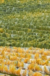 agricultural;agriculture;autuminal;autumn;autumn-colour;autumn-colours;autumnal;Bannockburn;bird-nets;bird-netting;Central-Otago;central-otago-vineyard;central-otago-vineyards;central-otago-wineries;central-otago-winery;color;colors;colour;colours;country;countryside;crop;crops;cultivation;deciduous;fall;farm;farming;farmland;farms;field;fields;golden;grape;grapes;grapevine;green;green-and-yellow;horticulture;leaf;leaves;line;lines;Mount-Difficulty-Vineyard;Mount-Difficulty-Vineyards;Mount-Difficulty-Winery;Mount-Difficulty-Wines;Mt-Difficulty-Vineyard;Mt-Difficulty-Vineyards;Mt-Difficulty-Winery;Mt-Difficulty-Wines;Mt.-Difficulty-Vineyard;Mt.-Difficulty-Vineyards;Mt.-Difficulty-Winery;Mt.-Difficulty-Wines;N.Z.;near-Cromwell;net;nets;netting;New-Zealand;NZ;Otago;pattern;patterns;row;rows;rural;S.I.;season;seasonal;seasons;SI;South-Is;South-Is.;south-island;Sth-Is;tree;trees;vine;vines;vineyard;vineyards;vintage;wineage;wineries;winery;wines;yellow;yellow-and-green