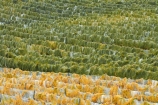 agricultural;agriculture;autuminal;autumn;autumn-colour;autumn-colours;autumnal;Bannockburn;bird-nets;bird-netting;Central-Otago;central-otago-vineyard;central-otago-vineyards;central-otago-wineries;central-otago-winery;color;colors;colour;colours;country;countryside;crop;crops;cultivation;deciduous;fall;farm;farming;farmland;farms;field;fields;golden;grape;grapes;grapevine;green;green-and-yellow;horticulture;leaf;leaves;line;lines;Mount-Difficulty-Vineyard;Mount-Difficulty-Vineyards;Mount-Difficulty-Winery;Mount-Difficulty-Wines;Mt-Difficulty-Vineyard;Mt-Difficulty-Vineyards;Mt-Difficulty-Winery;Mt-Difficulty-Wines;Mt.-Difficulty-Vineyard;Mt.-Difficulty-Vineyards;Mt.-Difficulty-Winery;Mt.-Difficulty-Wines;N.Z.;near-Cromwell;net;nets;netting;New-Zealand;NZ;Otago;pattern;patterns;row;rows;rural;S.I.;season;seasonal;seasons;SI;South-Is;South-Is.;south-island;Sth-Is;tree;trees;vine;vines;vineyard;vineyards;vintage;wineage;wineries;winery;wines;yellow;yellow-and-green