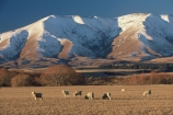 agriculture;countryside;farm;farming;farmland;farms;field;fields;grassland;grazing;high-country;highcountry;lamb;land;meadow;meadows;mountain;mountains;mutton;paddock;paddocks;pastoral;pasture;rural;snow;winter;wool