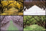 apricot;apricots;autuminal;autumn;autumnal;bannockburn;bloom;blooming;blooms;blossom;blossoming;blossoms;Central-Otago;cold;color;colors;colour;colours;country;countryside;crop;crops;deciduous;fall;farm;farming;farmland;farms;field;freeze;freezing;fresh;fruit;fruit-tree;fruit-trees;grow;growth;horticulture;hot;leaf;leaves;New-Zealand;orchard;orchards;renew;row;rows;rural;season;seasonal;seasons;snow;snowing;snowy;South-Island;spring;springtime;summer;summertime;summery;tree;trees;warm;white;winter;wintery