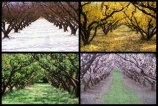 apricot;apricots;autuminal;autumn;autumnal;bannockburn;bloom;blooming;blooms;blossom;blossoming;blossoms;Central-Otago;cold;color;colors;colour;colours;country;countryside;crop;crops;deciduous;fall;farm;farming;farmland;farms;field;freeze;freezing;fresh;fruit;fruit-tree;fruit-trees;grow;growth;horticulture;hot;leaf;leaves;New-Zealand;orchard;orchards;renew;row;rows;rural;season;seasonal;seasons;snow;snowing;snowy;South-Island;spring;springtime;summer;summertime;summery;tree;trees;warm;white;winter;wintery