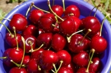 bucket-of-cherries;Central-Otago;cherries;cherry;cherry-orchard;cherry-orchards;cherry-tree;cherry-trees;country;countryside;Cromwell;crop;crops;farm;farming;farmland;farms;field;fruit;fruit-tree;fruit-trees;horticulture;N.Z.;New-Zealand;NZ;orchard;orchards;red-cherries;red-cherry;row;rows;rural;S.I.;SI;South-Is.;South-Island;stone-fruit;summer;tree;trees