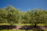Central-Otago;country;countryside;Cromwell;crop;crops;farm;farming;farmland;farms;field;fruit;fruit-tree;fruit-trees;horticulture;N.Z.;New-Zealand;NZ;olive;olive-orchard;olive-orchards;olive-tree;olive-trees;olives;orchard;orchards;row;rows;rural;S.I.;SI;South-Is.;South-Island;tree;trees