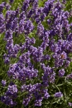 Briar-Dell;Briar-Dell-Lavender-Farm;Central-Otago;country;countryside;Cromwell;crop;crops;farm;farming;farmland;farms;horticulture;Lamiaceae;Lavandula;lavender;lavender-farm;lavender-farms;lavenders;mauve;N.Z.;New-Zealand;NZ;Otago;purple;S.I.;SI;South-Is.;South-Island;violet