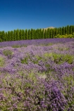Briar-Dell;Briar-Dell-Lavender-Farm;Central-Otago;country;countryside;Cromwell;crop;crops;farm;farming;farmland;farms;horticulture;Lamiaceae;Lavandula;lavender;lavender-farm;lavender-farms;lavenders;mauve;N.Z.;New-Zealand;NZ;Otago;purple;S.I.;SI;South-Is.;South-Island;violet