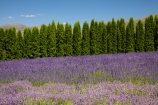 Briar-Dell;Briar-Dell-Lavender-Farm;Central-Otago;country;countryside;Cromwell;crop;crops;farm;farming;farmland;farms;horticulture;Lamiaceae;Lavandula;lavender;lavender-farm;lavender-farms;lavenders;mauve;N.Z.;New-Zealand;NZ;Otago;purple;S.I.;SI;South-Is.;South-Island;violet