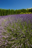Briar-Dell;Briar-Dell-Lavender-Farm;Central-Otago;country;countryside;Cromwell;crop;crops;farm;farming;farmland;farms;horticulture;Lamiaceae;Lavandula;lavender;lavender-farm;lavender-farms;lavenders;mauve;N.Z.;New-Zealand;NZ;Otago;purple;S.I.;SI;South-Is.;South-Island;violet