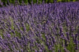 Briar-Dell;Briar-Dell-Lavender-Farm;Central-Otago;country;countryside;Cromwell;crop;crops;farm;farming;farmland;farms;horticulture;Lamiaceae;Lavandula;lavender;lavender-farm;lavender-farms;lavenders;mauve;N.Z.;New-Zealand;NZ;Otago;purple;S.I.;SI;South-Is.;South-Island;violet