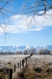agricultural;agriculture;beautiful;calm;calmness;Central-Otago;clean;clear;cold;Coldness;Color;Colour;country;countryside;Daytime;Exterior;farm;farming;farmland;farms;fence;fence-line;fence-lines;fence_line;fence_lines;fenceline;fencelines;fences;field;fields;freeze;freezing;freezing-fog;frost;Frosted;frosty;high-country;hoar-frost;hoar-frosts;Hoarfrost;hoarfrosts;ice;ice-crystals;icy;Ida-Valley;idyllic;Landscape;Landscapes;Maniototo;meadow;meadows;N.Z.;natural;Nature;new-zealand;NZ;Otago;Oturehua;Outdoor;Outdoors;Outside;paddock;paddocks;pasture;pastures;peaceful;Peacefulness;phenomena;phenomenon;pure;Quiet;Quietness;rime;rime-ice;rural;S.I.;Scenic;Scenics;Season;Seasons;SI;silence;south-island;spectacular;stunning;tranquil;tranquility;tree;trees;view;water;weather;White;willow;willow-tree;willow-trees;willows;winter;Wintertime;wintery;wintry