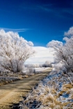agricultural;agriculture;beautiful;calm;calmness;Central-Otago;clean;clear;cold;Coldness;Color;Colour;country;countryside;Daytime;dusty;Exterior;farm;farming;farmland;farms;field;fields;freeze;freezing;freezing-fog;frost;Frosted;frosty;gravel-road;gravel-roads;high-country;hoar-frost;hoar-frosts;Hoarfrost;hoarfrosts;ice;ice-crystals;icy;Ida-Valley;idyllic;Landscape;Landscapes;Maniototo;meadow;meadows;metal-road;metal-roads;metalled-road;metalled-roads;N.Z.;natural;Nature;new-zealand;NZ;Otago;Oturehua;Outdoor;Outdoors;Outside;paddock;paddocks;pasture;pastures;peaceful;Peacefulness;phenomena;phenomenon;pure;Quiet;Quietness;rime;rime-ice;road;roads;rural;S.I.;Scenic;Scenics;Season;Seasons;SI;silence;south-island;spectacular;stunning;tranquil;tranquility;tree;trees;view;water;weather;White;willow;willow-tree;willow-trees;willows;winter;Wintertime;wintery;wintry