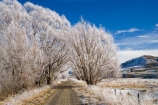 agricultural;agriculture;beautiful;calm;calmness;Central-Otago;Central-Otago-Rail-Trail;clean;clear;cold;Coldness;Color;Colour;country;countryside;Daytime;Exterior;farm;farming;farmland;farms;field;fields;freeze;freezing;freezing-fog;frost;Frosted;frosty;high-country;hoar-frost;hoar-frosts;Hoarfrost;hoarfrosts;ice;ice-crystals;icy;Ida-Valley;idyllic;Landscape;Landscapes;Maniototo;meadow;meadows;N.Z.;natural;Nature;new-zealand;NZ;Otago;Otago-Central-Rail-Trail;Oturehua;Outdoor;Outdoors;Outside;paddock;paddocks;pasture;pastures;peaceful;Peacefulness;phenomena;phenomenon;pure;Quiet;Quietness;rail-trail;rail-trails;rime;rime-ice;rural;S.I.;Scenic;Scenics;Season;Seasons;SI;silence;south-island;spectacular;stunning;tranquil;tranquility;tree;trees;view;water;weather;White;willow;willow-tree;willow-trees;willows;winter;Wintertime;wintery;wintry