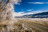 agricultural;agriculture;beautiful;calm;calmness;Central-Otago;Central-Otago-Rail-Trail;clean;clear;cold;Coldness;Color;Colour;country;countryside;Daytime;Exterior;farm;farming;farmland;farms;field;fields;freeze;freezing;freezing-fog;frost;Frosted;frosty;high-country;hoar-frost;hoar-frosts;Hoarfrost;hoarfrosts;ice;ice-crystals;icy;Ida-Valley;idyllic;Landscape;Landscapes;Maniototo;meadow;meadows;N.Z.;natural;Nature;new-zealand;NZ;Otago;Otago-Central-Rail-Trail;Oturehua;Outdoor;Outdoors;Outside;paddock;paddocks;pasture;pastures;peaceful;Peacefulness;phenomena;phenomenon;pure;Quiet;Quietness;rail-trail;rail-trails;rime;rime-ice;rural;S.I.;Scenic;Scenics;Season;Seasons;SI;silence;south-island;spectacular;stunning;tranquil;tranquility;tree;trees;view;water;weather;White;willow;willow-tree;willow-trees;willows;winter;Wintertime;wintery;wintry