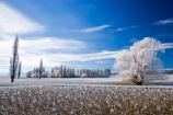 agricultural;agriculture;beautiful;calm;calmness;Central-Otago;clean;clear;cold;Coldness;Color;Colour;country;countryside;Daytime;Exterior;farm;farming;farmland;farms;field;fields;freeze;freezing;freezing-fog;frost;Frosted;frosty;high-country;hoar-frost;hoar-frosts;Hoarfrost;hoarfrosts;ice;ice-crystals;icy;Ida-Valley;idyllic;Landscape;Landscapes;Maniototo;meadow;meadows;N.Z.;natural;Nature;new-zealand;NZ;Otago;Outdoor;Outdoors;Outside;paddock;paddocks;pasture;pastures;peaceful;Peacefulness;phenomena;phenomenon;Poolburn;poplar;poplar-tree;poplar-trees;poplars;pure;Quiet;Quietness;rime;rime-ice;rural;S.I.;Scenic;Scenics;Season;Seasons;SI;silence;south-island;spectacular;stunning;tranquil;tranquility;tree;trees;view;water;weather;White;willow;willow-tree;willow-trees;willows;winter;Wintertime;wintery;wintry