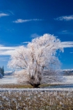 agricultural;agriculture;beautiful;calm;calmness;Central-Otago;clean;clear;cold;Coldness;Color;Colour;country;countryside;Daytime;Exterior;farm;farming;farmland;farms;field;fields;freeze;freezing;freezing-fog;frost;Frosted;frosty;high-country;hoar-frost;hoar-frosts;Hoarfrost;hoarfrosts;ice;ice-crystals;icy;Ida-Valley;idyllic;Landscape;Landscapes;Maniototo;meadow;meadows;N.Z.;natural;Nature;new-zealand;NZ;Otago;Outdoor;Outdoors;Outside;paddock;paddocks;pasture;pastures;peaceful;Peacefulness;phenomena;phenomenon;Poolburn;pure;Quiet;Quietness;rime;rime-ice;rural;S.I.;Scenic;Scenics;Season;Seasons;SI;silence;south-island;spectacular;stunning;tranquil;tranquility;tree;trees;view;water;weather;White;willow;willow-tree;willow-trees;willows;winter;Wintertime;wintery;wintry