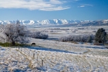 agricultural;agriculture;beautiful;calm;calmness;Central-Otago;clean;clear;cold;Coldness;Color;Colour;country;countryside;Daytime;Exterior;farm;farming;farmland;farms;field;fields;freeze;freezing;freezing-fog;frost;Frosted;frosty;Hawkdun-Range;Hawkdun-Ranges;high-country;hoar-frost;hoar-frosts;Hoarfrost;hoarfrosts;ice;ice-crystals;icy;Ida-Valley;idyllic;Landscape;Landscapes;Maniototo;meadow;meadows;N.Z.;natural;Nature;new-zealand;NZ;Otago;Outdoor;Outdoors;Outside;paddock;paddocks;pasture;pastures;peaceful;Peacefulness;phenomena;phenomenon;Poolburn;pure;Quiet;Quietness;rime;rime-ice;rural;S.I.;Scenic;Scenics;Season;Seasons;SI;silence;south-island;spectacular;stunning;tranquil;tranquility;tree;trees;view;water;weather;White;willow;willow-tree;willow-trees;willows;winter;Wintertime;wintery;wintry