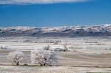 agricultural;agriculture;beautiful;calm;calmness;Central-Otago;clean;clear;cold;Coldness;Color;Colour;country;countryside;Daytime;Exterior;farm;farming;farmland;farms;field;fields;freeze;freezing;freezing-fog;frost;Frosted;frosty;high-country;hoar-frost;hoar-frosts;Hoarfrost;hoarfrosts;ice;ice-crystals;icy;Ida-Valley;idyllic;Landscape;Landscapes;Maniototo;meadow;meadows;N.Z.;natural;Nature;new-zealand;NZ;Otago;Outdoor;Outdoors;Outside;paddock;paddocks;pasture;pastures;peaceful;Peacefulness;phenomena;phenomenon;Poolburn;poplar;poplar-tree;poplar-trees;poplars;pure;Quiet;Quietness;rime;rime-ice;rural;S.I.;Scenic;Scenics;Season;Seasons;SI;silence;south-island;spectacular;stunning;tranquil;tranquility;tree;trees;view;water;weather;White;willow;willow-tree;willow-trees;willows;winter;Wintertime;wintery;wintry
