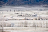 agricultural;agriculture;beautiful;calm;calmness;Central-Otago;clean;clear;cold;Coldness;Color;Colour;country;countryside;Daytime;Exterior;farm;farming;farmland;farms;field;fields;freeze;freezing;freezing-fog;frost;Frosted;frosty;high-country;hoar-frost;hoar-frosts;Hoarfrost;hoarfrosts;ice;ice-crystals;icy;Ida-Valley;idyllic;Landscape;Landscapes;Maniototo;meadow;meadows;N.Z.;natural;Nature;new-zealand;NZ;Otago;Outdoor;Outdoors;Outside;paddock;paddocks;pasture;pastures;peaceful;Peacefulness;phenomena;phenomenon;Poolburn;poplar;poplar-tree;poplar-trees;poplars;pure;Quiet;Quietness;rime;rime-ice;rural;S.I.;Scenic;Scenics;Season;Seasons;SI;silence;south-island;spectacular;stunning;tranquil;tranquility;tree;trees;view;water;weather;White;wind-break;wind-breaks;wind_break;wind_breaks;windbreak;windbreaks;winter;Wintertime;wintery;wintry