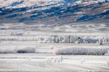 agricultural;agriculture;beautiful;calm;calmness;Central-Otago;clean;clear;cold;Coldness;Color;Colour;country;countryside;Daytime;Exterior;farm;farming;farmland;farms;field;fields;freeze;freezing;freezing-fog;frost;Frosted;frosty;high-country;hoar-frost;hoar-frosts;Hoarfrost;hoarfrosts;ice;ice-crystals;icy;Ida-Valley;idyllic;Landscape;Landscapes;Maniototo;meadow;meadows;N.Z.;natural;Nature;new-zealand;NZ;Otago;Outdoor;Outdoors;Outside;paddock;paddocks;pasture;pastures;peaceful;Peacefulness;phenomena;phenomenon;Poolburn;pure;Quiet;Quietness;rime;rime-ice;rural;S.I.;Scenic;Scenics;Season;Seasons;SI;silence;south-island;spectacular;stunning;tranquil;tranquility;view;water;weather;White;wind-break;wind-breaks;wind_break;wind_breaks;windbreak;windbreaks;winter;Wintertime;wintery;wintry