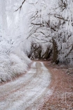 Alexandra;beautiful;Butchers-Dam;calm;calmness;Central-Otago;clean;clear;cold;Coldness;Color;Colour;countryside;Daytime;dusty;Exterior;freeze;freezing;freezing-fog;frost;Frosted;frosty;gravel-road;gravel-roads;high-country;hoar-frost;hoar-frosts;Hoarfrost;hoarfrosts;ice;ice-crystals;icy;icy-road;icy-roads;idyllic;Landscape;Landscapes;metal-road;metal-roads;metalled-road;metalled-roads;N.Z.;natural;Nature;new-zealand;NZ;Otago;Outdoor;Outdoors;Outside;peaceful;Peacefulness;phenomena;phenomenon;pure;Quiet;Quietness;rime;rime-ice;road;roads;rural;S.I.;Scenic;Scenics;Season;Seasons;SI;silence;slippery-road;slippery-roads;south-island;spectacular;stunning;tranquil;tranquility;tree;trees;view;water;weather;weeping-willow;weeping-willows;White;willow;willow-tree;willow-trees;willows;winter;winter-driving;winter-driving-conditions;winter-road;winter-roads;Wintertime;wintery;wintry