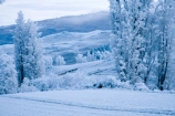 agricultural;agriculture;Alexandra;beautiful;calm;calmness;Central-Otago;clean;clear;cold;Coldness;Color;Colour;country;countryside;Daytime;Exterior;farm;farming;farmland;farms;field;fields;freeze;freezing;freezing-fog;frost;Frosted;frosty;Fruitlands;high-country;hoar-frost;hoar-frosts;Hoarfrost;hoarfrosts;ice;ice-crystals;icy;idyllic;Landscape;Landscapes;meadow;meadows;N.Z.;natural;Nature;new-zealand;NZ;Otago;Outdoor;Outdoors;Outside;paddock;paddocks;pasture;pastures;peaceful;Peacefulness;phenomena;phenomenon;poplar;poplar-tree;poplar-trees;poplars;pure;Quiet;Quietness;rime;rime-ice;rural;S.I.;Scenic;Scenics;Season;Seasons;SI;silence;south-island;spectacular;stunning;tranquil;tranquility;tree;trees;view;water;weather;White;winter;Wintertime;wintery;wintry