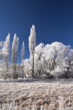 beautiful;calm;calmness;Central-Otago;clean;clear;cold;Coldness;Color;Colour;Daytime;Exterior;extreme-weather;freeze;freezing;frost;Frosted;frosts;frosty;high-country;hoar-frost;hoar-frosts;Hoarfrost;hoarfrosts;ice;ice-crystals;icy;idyllic;Kokonga;Landscape;Landscapes;Maniototo;N.Z.;natural;Nature;new-zealand;NZ;Otago;Outdoor;Outdoors;Outside;peaceful;Peacefulness;phenomena;phenomenon;poplar-tree;poplar-trees;poplars;pure;Quiet;Quietness;rime;rime-ice;S.I.;Scenic;Scenics;Season;Seasons;SI;silence;South-Is.;South-Island;spectacular;stunning;tranquil;tranquility;view;water;weather;White;willow-tree;willow-trees;willows;winter;Wintertime;wintery;wintry