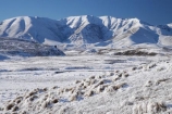 agricultural;agriculture;beautiful;calm;calmness;Central-Otago;clean;clear;cold;Coldness;Color;Colour;country;countryside;Daytime;Exterior;extreme-weather;farm;farming;farmland;farms;field;fields;freeze;freezing;frost;Frosted;frosts;frosty;high-country;hoar-frost;hoar-frosts;Hoarfrost;hoarfrosts;ice;ice-crystals;icy;Ida-Burn;Ida-Range;idyllic;Landscape;Landscapes;Little-Mount-Ida;Little-Mt-Ida;Little-Mt.-Ida;Maniototo;meadow;meadows;Mount-Ida;Mt-Ida;Mt.-Ida;N.Z.;natural;Nature;new-zealand;NZ;Otago;Outdoor;Outdoors;Outside;paddock;paddocks;pasture;pastures;peaceful;Peacefulness;phenomena;phenomenon;pure;Quiet;Quietness;rime;rime-ice;rural;S.I.;Scenic;Scenics;Season;Seasons;SI;silence;South-Is.;South-Island;spectacular;stunning;tranquil;tranquility;view;water;weather;White;winter;Wintertime;wintery;wintry