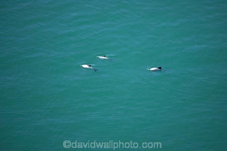 aerial;aerial-photo;aerial-photography;aerial-photos;aerial-view;aerial-views;aerials;Akaroa-Harbour;Banks-Peninsula;Canterbury;Cephalorhynchus-hectori;coast;coastal;coastline;coastlines;coasts;harbor;harbors;harbour;harbours;Hectors-Dolphin;Hectors-Dolphins;N.Z.;New-Zealand;NZ;ocean;oceans;S.I.;sea;shore;shoreline;shorelines;shores;SI;South-Island;water