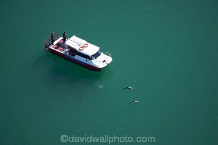adventure-tourism;aerial;aerial-photo;aerial-photography;aerial-photos;aerial-view;aerial-views;aerials;Akaroa-Harbour;Banks-Peninsula;boat;boats;Canterbury;Cephalorhynchus-hectori;coast;coastal;coastline;coastlines;coasts;cruise;cruises;Dolphin-Experience;eco-tourism;eco_tourism;ecotourism;harbor;harbors;harbour;harbours;Hectors-Dolphin;Hectors-Dolphins;launch;launches;N.Z.;New-Zealand;NZ;ocean;oceans;S.I.;sea;shore;shoreline;shorelines;shores;SI;South-Island;tour-boat;tour-boats;tourism;tourist;tourist-boat;tourist-boats;water