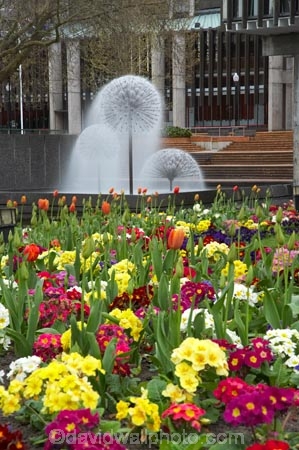 bloom;blooming;blooms;Canterbury;Christchurch;colour;colourful;flower;Flowers;fountain;fountains;fresh;grow;growth;N.Z.;New-Zealand;NZ;polyanthus;renew;S.I.;season;seasonal;seasons;SI;South-Is.;South-Island;spring;springtime;Town-Hall-Fountain;Victoria-Sq;Victoria-Sq.;Victoria-Square;water-feature