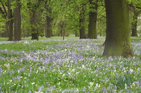 bloom;blooming;blooms;bluebells;Canterbury;Christchurch;flower;flowers;fresh;grow;growth;N.Z.;New-Zealand;NZ;Oak-Trees;quercus-sp.;renew;S.I.;scilla-nonscripta;season;seasonal;seasons;SI;South-Is.;South-Island;spring;springtime;trees;woods