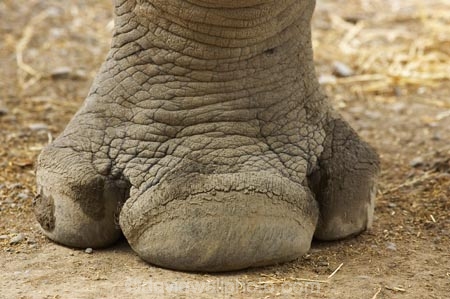 African;animal;animals;Canterbury;Ceratotherium-simum;Ceratotherium-simum-simum;Christchurch;close_up;detail;fauna;feet;foot;footprint;hoof;hooves;mammal;mammals;N.Z.;New-Zealand;NZ;Orana-Wildlife-Park;rhino;rhinoceri;rhinoceroi;rhinoceros;rhinoceroses;rhinos;S.I;SI;South-Is;South-island;Southern-White-Rhinoceros;Square_lipped-Rhinoceros;toe;toe-nail;toe-nails;toe_nail;toe_nails;toenail;toenails;toes;wildlife;wildlife-park;wildlife-parks;wrinkle;wrinkles;wrinkly;zoo;zoos