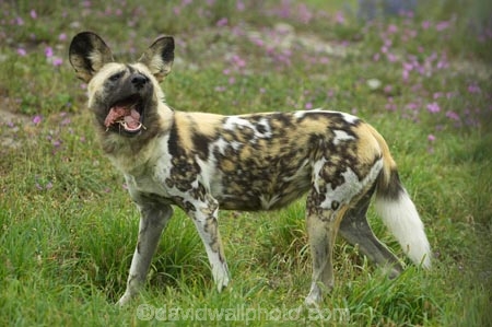 African;African-Hunting-Dog;African-Wild-Dog;Canidae;Canterbury;Cape-Hunting-Dog;carnivore;carnivorous;Christchurch;fauna;Lycaon-pictus;mammal;mammals;N.Z.;New-Zealand;NZ;Orana-Wildlife-Park;Painted-Hunting-Dog;painted-wolf;S.I;SI;South-Is;South-island;Wildehond;wildlife;wildlife-park;wildlife-parks;zoo;zoos